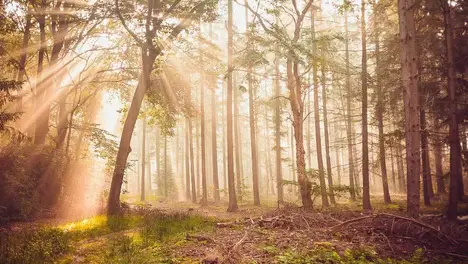 Zeus上单雷克塞符文装备与BP策略全解析：征服者雷克塞玩法精髓-必威电竞